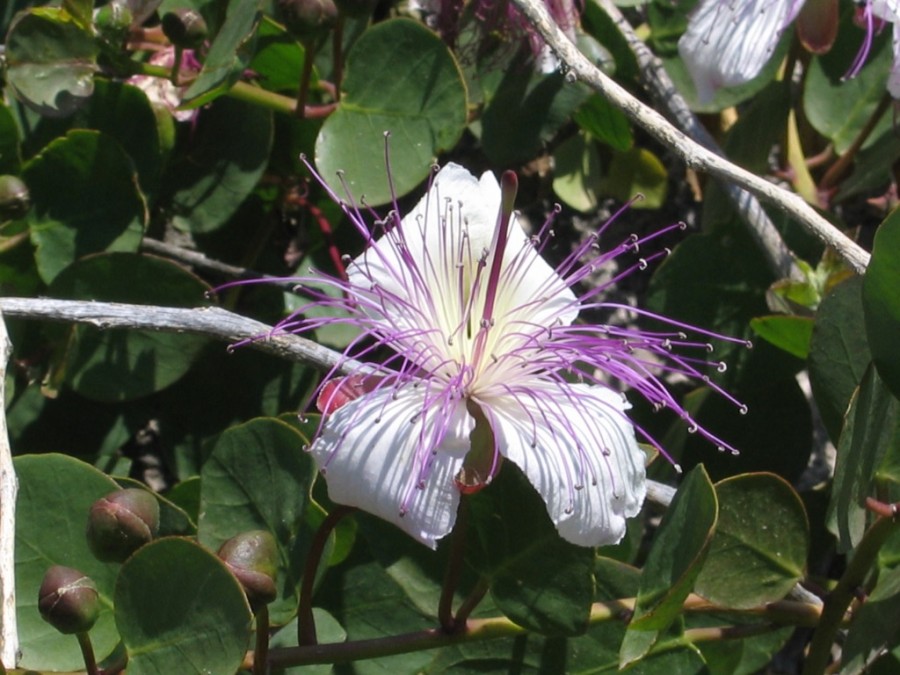 fiore di cappero - Magna Via Francigena